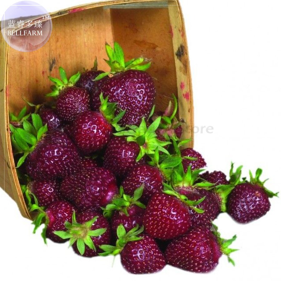 JMS Heirloom Purple Wonder Strawberry Seeds, 100 Seeds, Professional Pack, Non-Gmo Extra Sweet Berri