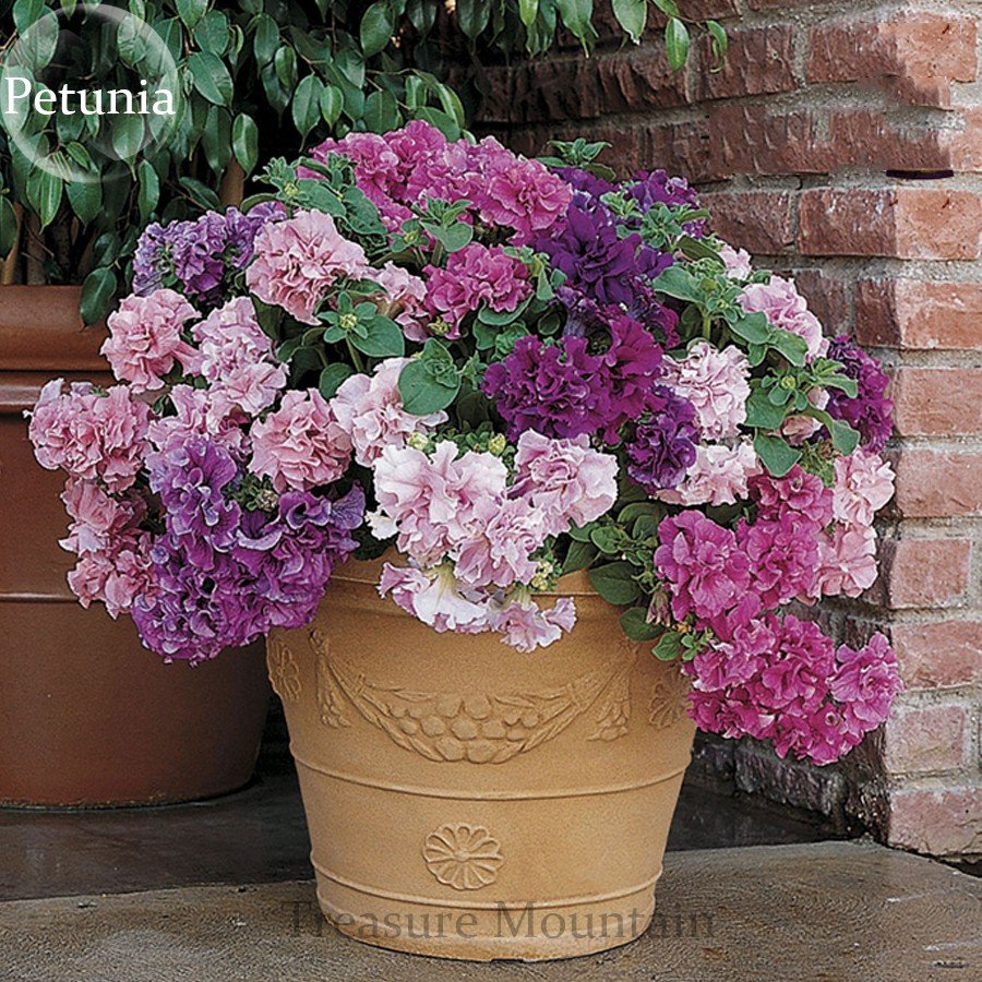 JMS Imported Double Corrugated Mixed Purple Petunia Seeds, Professional Pack, 50 Seeds / Pack, Very 