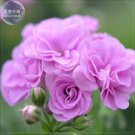 JMS  Geranium Fully Light Purple Chinese Rose-Typed Compact Bonsai Flowers, 10 Seeds /Pack, Big Bloo