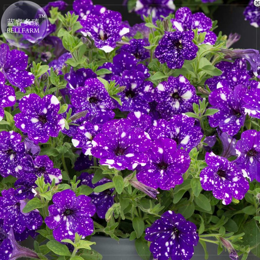 JMS  Garden Bonsai Petunia 'Night Sky Blue' Flowers, 200Pcs 'Seeds' White Speckles Against The Deep 