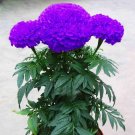 JMS Purplish Blue Marigold Perennial Flower Seeds