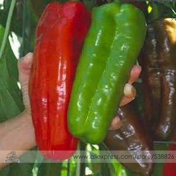 JMS Heirloom Giant Marconi Pepper Organic Seeds, Professional Pack, 100 Seeds / Pack, Sweet Long Sup