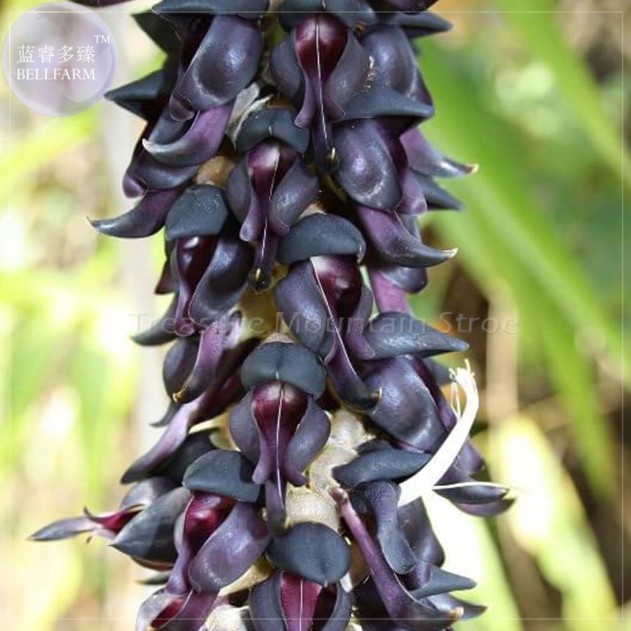 JMS Rare Mucuna Pruriens Black Jade Vine Seeds, 5 Seeds, Professional Pack, Very Beautiful Woody Cli