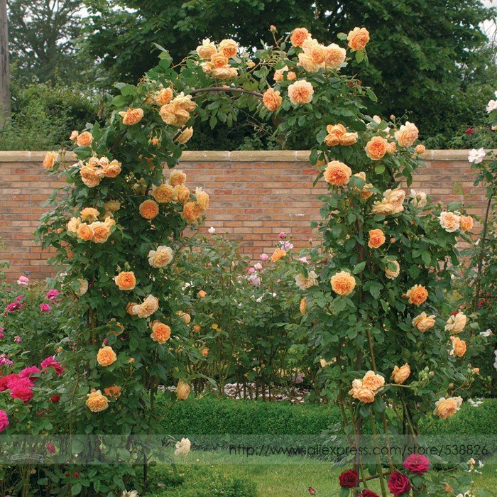JMS Rare ' Crown Princess Margareta' Orange Climbing Rose Shrub Seeds, Professional Pack, 50 Seeds /