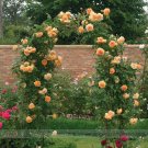 JMS Rare ' Crown Princess Margareta' Orange Climbing Rose Shrub Seeds, Professional Pack, 50 Seeds /
