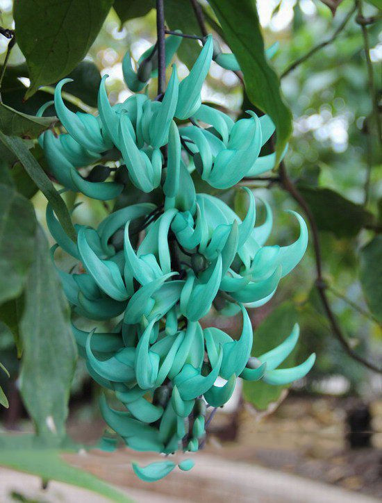 JMS  Heirloom Jade Vine 'Strongylodon Macrobotrys' Flower Seeds, Professional Pack, 5 Seeds / Pack, 