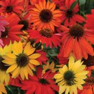 JMS Hardy Perennial Echinacea 'Cheyenne Spirit Mixed' Coneflower Seeds, Professional Pack, 50 Seeds 