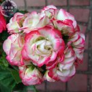 JMS  Geranium White Red Ball Type Flower Seeds, 10 Seeds, Big Blooms Pelargonium Hortorum Home Bonsa