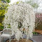 JMS  20+ Snow Fountain Weeping Cherry Tree Seeds, Professional Pack, Home Garden Dwarf Tree Drought 