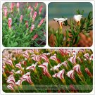 JMS Rare Oxalis Versicolor Candy Cane Sorrel Seeds, Professional Pack, 100 Seeds / Pack, World'S Rar