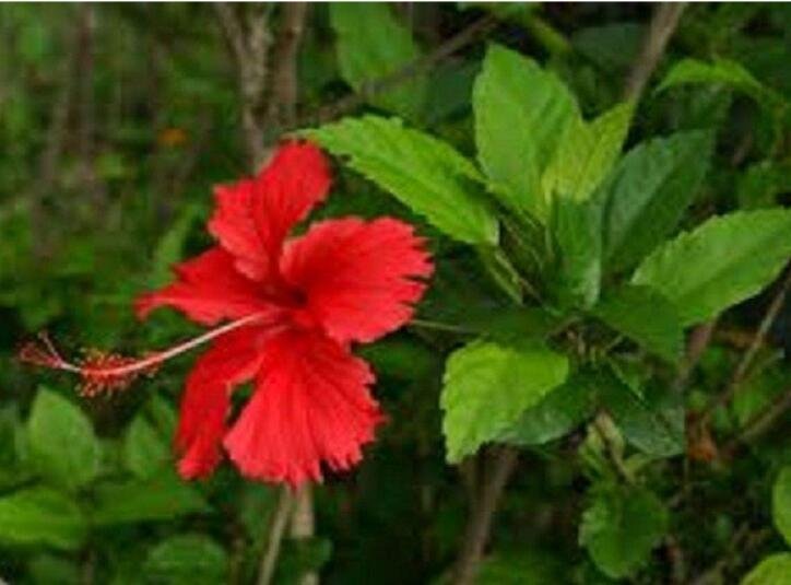 JMS 100Pcs Red Hibiscus Rosa Sinensis Seeds