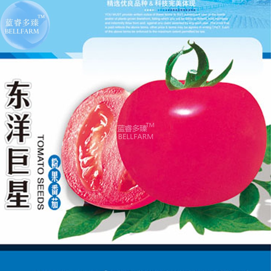 JMS  Tomato Giant Rose Pink Hybrid Fruit Seeds, 1000 Seeds, Original Pack, Tasty High Yield Indeterm