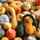 JMS  Mixed Gourds Ornamental Pumpkin Seeds, 50Pcs, Professional Pack, Edible Cucurbita Pepo