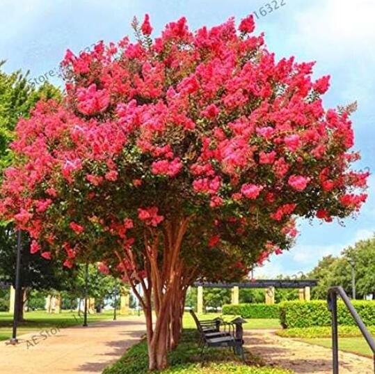 JMS Crape Myrtlepotted Plant Red Flowers Seeds
