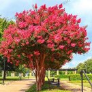 JMS Crape Myrtlepotted Plant Red Flowers Seeds