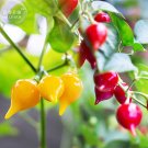 JMS  Pepper Biquinho Chupetinha Red Yellow Pepper Seeds, 15 Seeds, Professional Pack, Hot Chili Edib