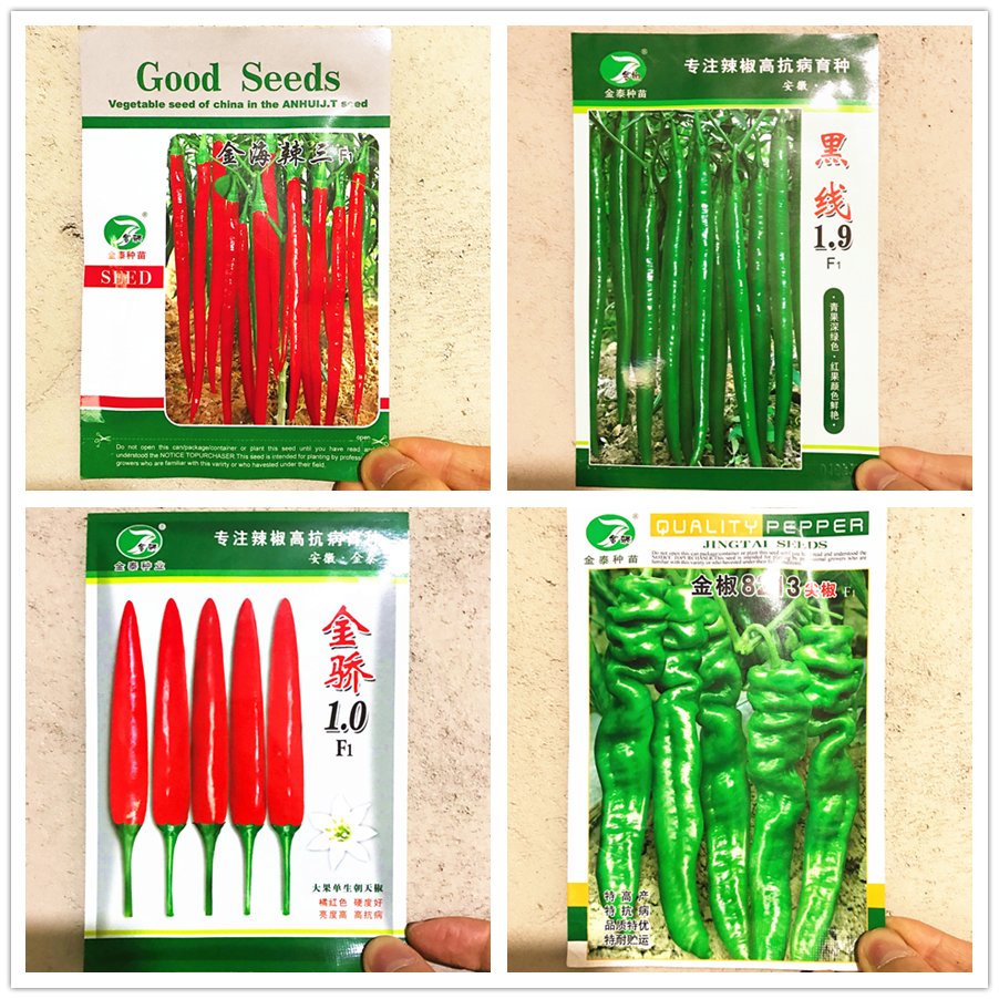 JMS Jintai Red Line Pepper (Green Line, Jinjiao 1.0 F1, Pig Intestines Pepper), 1000 Seeds, Heirloom
