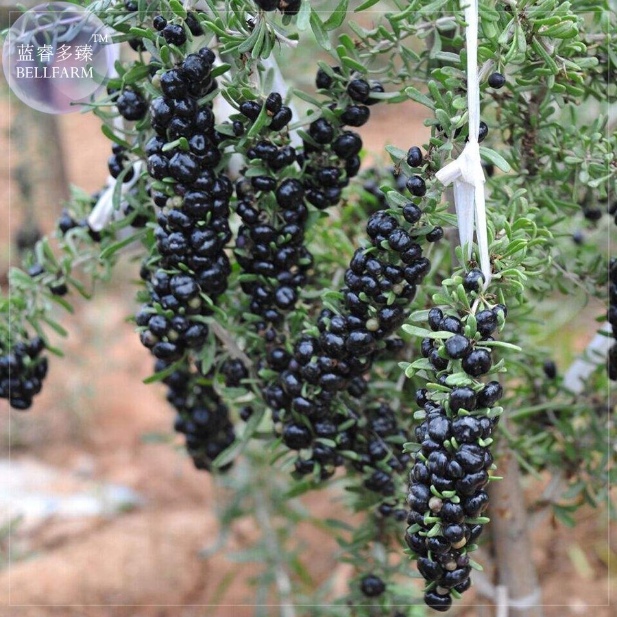 JMS  JMS Feral Organic Black Goji Berry Herbs Seeds