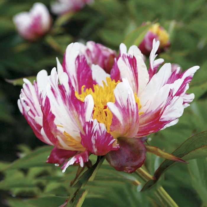 JMS The Rarest Multi-Colored Delightfully Ruffled Twisted Japanese Peony Tree Seeds