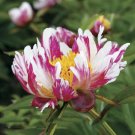 JMS The Rarest Multi-Colored Delightfully Ruffled Twisted Japanese Peony Tree Seeds