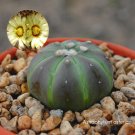 JMS 20Pcs Astrophytum Asterias Cactus Seeds