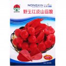 JMS Rare Physalis Alkekengi Red Chinese Lantern Bladder Cherry Middle Fruit Seeds