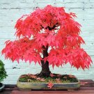 JMS Rare Red Japanese Maple Seeds Acer (Palmatum Atropurpureum) Bonsai Seeds
