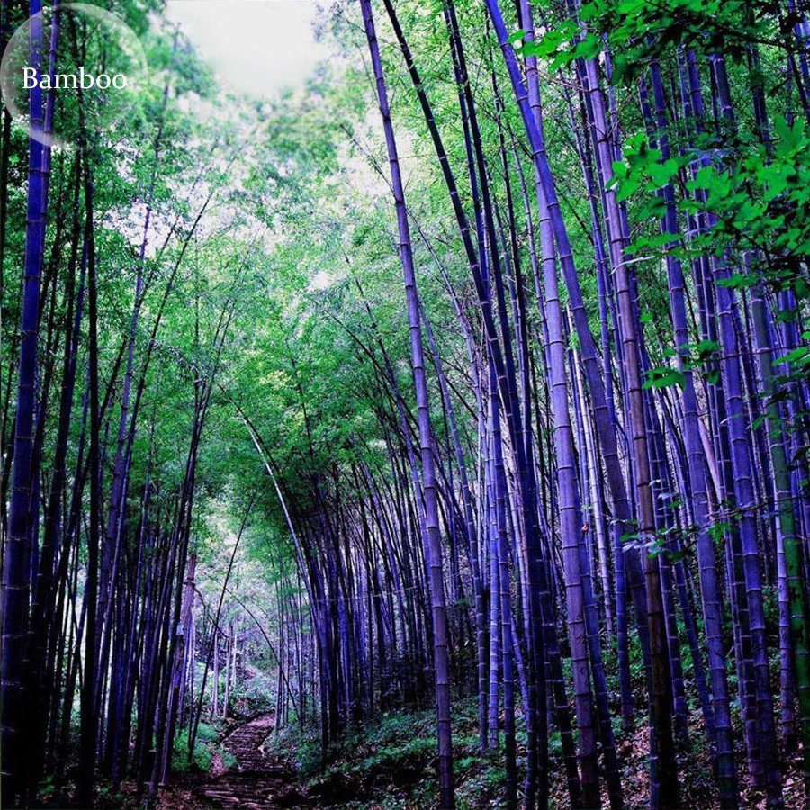 JMS Heirloom Rare Purple Giant Bamboo Seeds