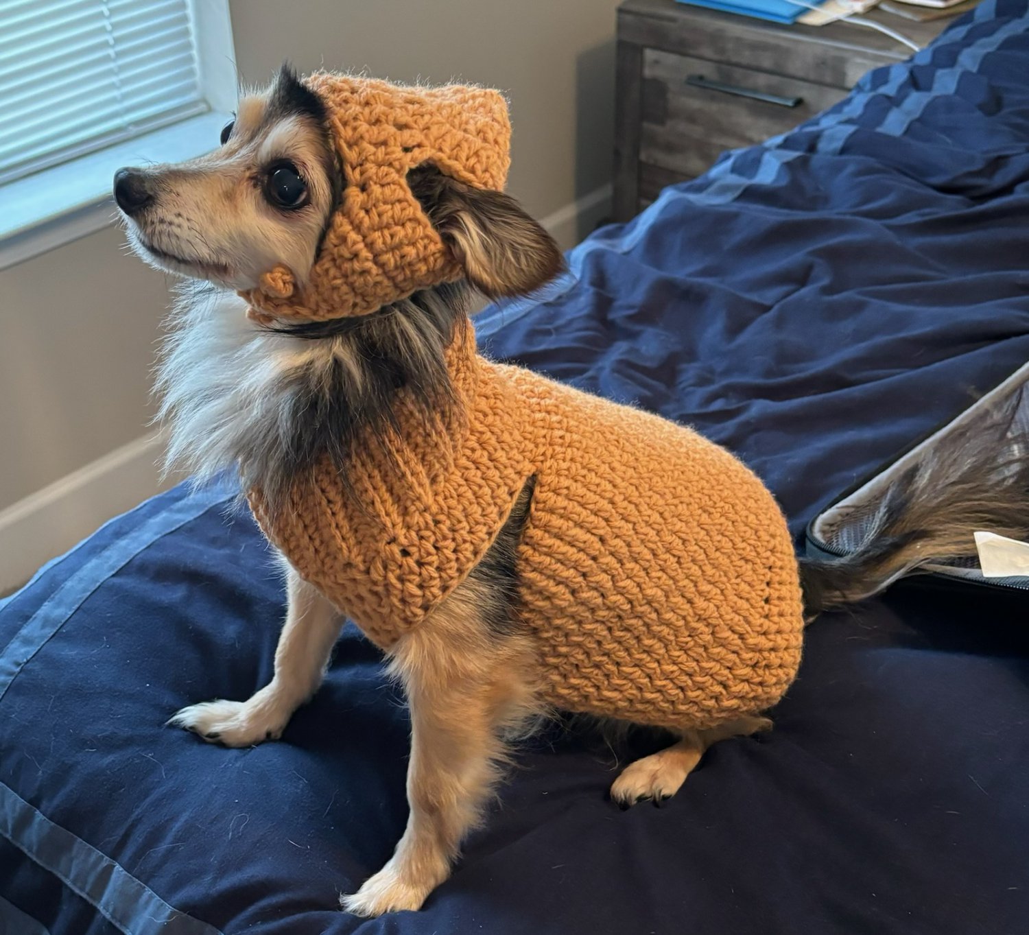 2 Piece Dog sweat suit
