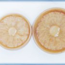 Beige tan molded plastic buttons metal shanks 1 3/8" & 1 1/8" diameter vintage