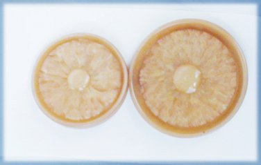 Beige tan molded plastic buttons metal shanks 1 3/8" & 1 1/8" diameter vintage