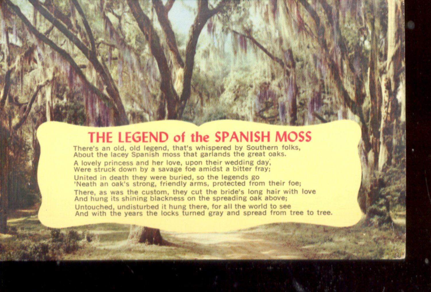 the-legend-of-the-spanish-moss-postcard-398