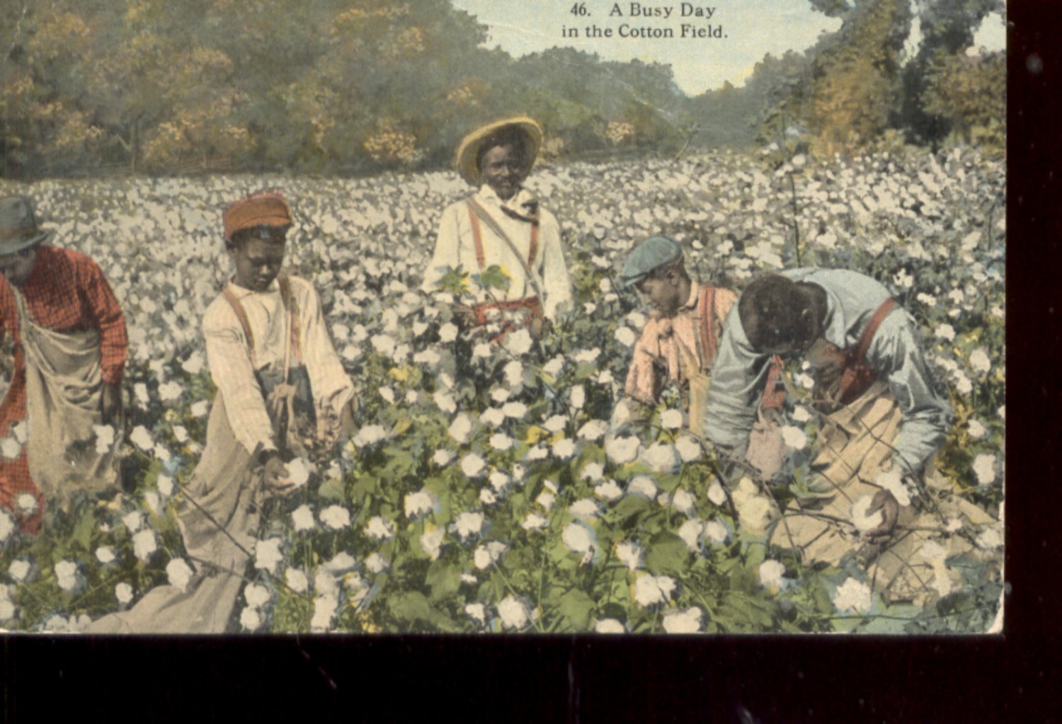 A Busy Day in the Cotton Field      Postcard (#487)