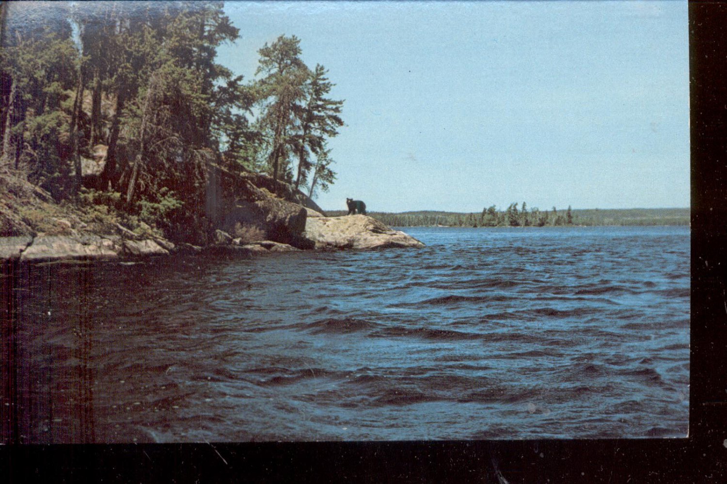 Michigan Black Bear in the Upper Peninsula Postcard- (# 634)