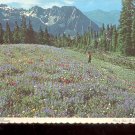 Mountain Wildflowers - Colorado  Postcard ( # 858)