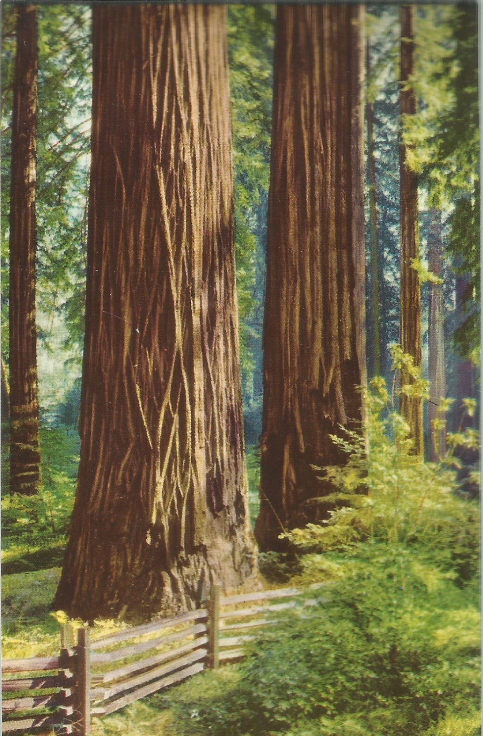 Redwoods- close to the California and Southern Oregon shoreline   Postcard (# 1051)