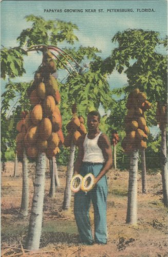 Papayas Growing near St. Petersburg, Florida   Postcard (#1154)