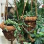 Hanging POT