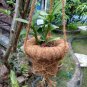 Hanging POT