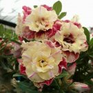 KIMIZA - 5 pcs Desert Rose Flower Adenium obesum "PEONY" bonsai Seeds