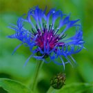KIMIZA - 100 Seeds Bee Balm, Blue Flower, RARE PERENNIAL!