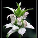 KIMIZA - 100 Seeds Bee Balm, spotted, White Flower, RARE PERENNIAL!!