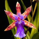 KIMIZA - 50 Pcs Orchid Seed Flower Seeds Rare Home Garden Mixed Colors