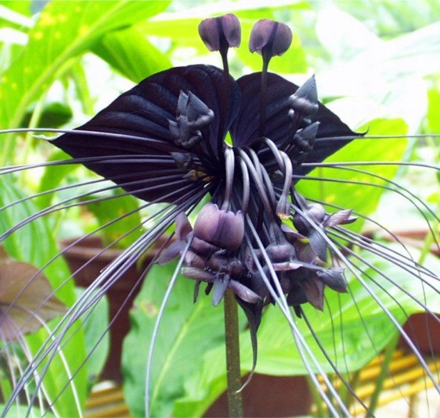 KIMIZA - 100 Pcs/Bag Black Tiger Shall Orchid Seeds Tiger Seeds Orchid Flower Seeds