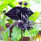KIMIZA - 100 Pcs/Bag Black Tiger Shall Orchid Seeds Tiger Seeds Orchid Flower Seeds