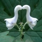 KIMIZA - 100 Pcs White Swan Flowers Seeds Garden Rare Plant Bonsai Herbaceous Potted Yard