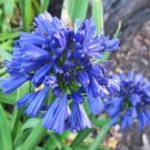KIMIZA - 25+ AGAPANTHUS BLUE LILY OF THE NILE FLOWER SEEDS / PERENNIAL