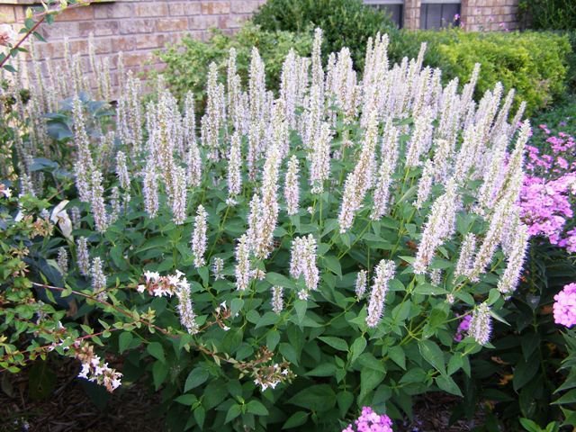 KIMIZA - 50+ PURE WHITE HYSSOP AGASTACHE FLOWER SEEDS PERENNIAL