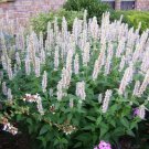 KIMIZA - 50+ PURE WHITE HYSSOP AGASTACHE FLOWER SEEDS PERENNIAL