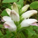 KIMIZA - 50+ CHELONE GLABRA WHITE TURTLE HEAD FLOWER SEEDS / SHADE LOVING PERENNIAL